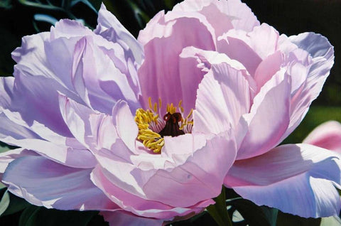 The Awakening Black Ornate Wood Framed Art Print with Double Matting by Schuh, Michael