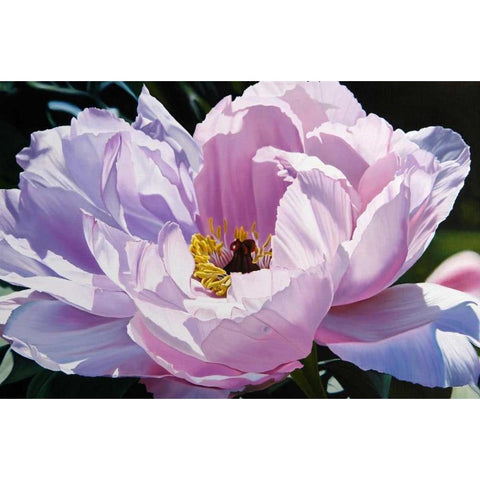 The Awakening Gold Ornate Wood Framed Art Print with Double Matting by Schuh, Michael