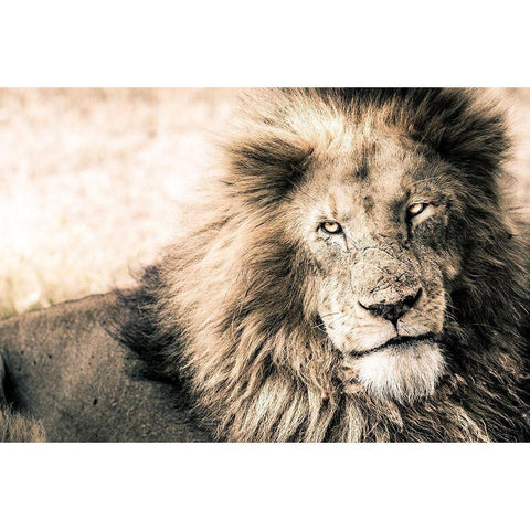 Lion-King White Modern Wood Framed Art Print by Seifinger, Toby