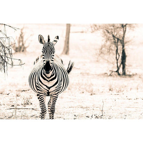 Zebra I White Modern Wood Framed Art Print by Seifinger, Toby