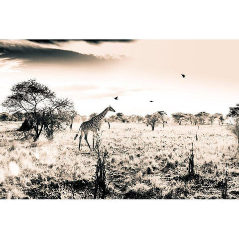 Giraffe Black Modern Wood Framed Art Print by Seifinger, Toby