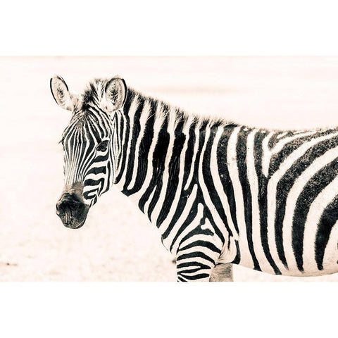 Zebra II White Modern Wood Framed Art Print by Seifinger, Toby