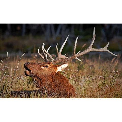 Bull Elk Black Modern Wood Framed Art Print by Stalowy, John