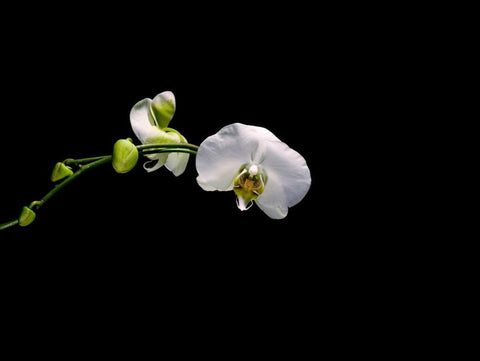 Cattileya Orchid White Modern Wood Framed Art Print with Double Matting by Stalowy, John