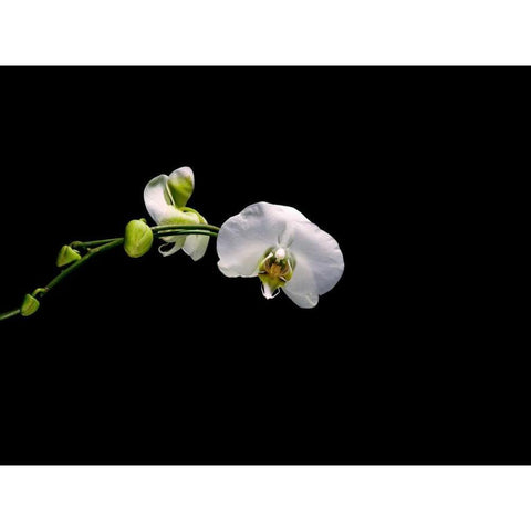 Cattileya Orchid Black Modern Wood Framed Art Print with Double Matting by Stalowy, John