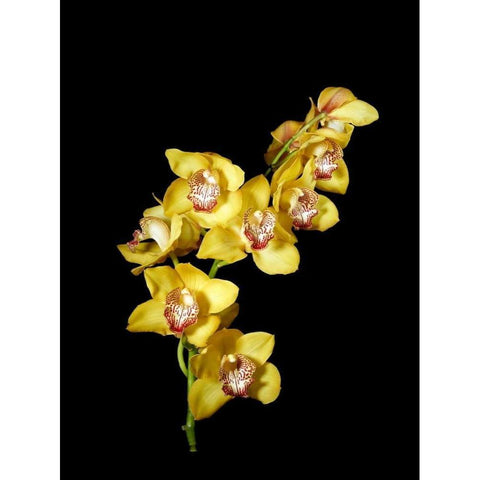Cymbidium Black Modern Wood Framed Art Print by Stalowy, John