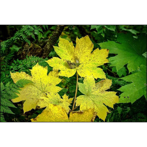 Fall Leaves Black Modern Wood Framed Art Print with Double Matting by Stalowy, John