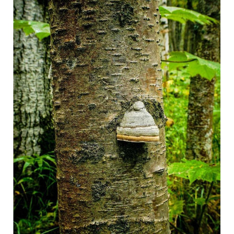 Fungus 2 White Modern Wood Framed Art Print by Stalowy, John