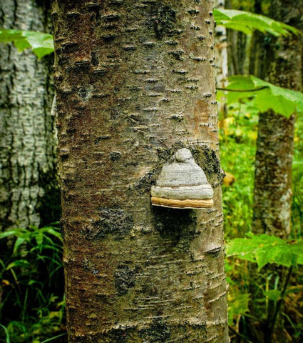 Fungus 2 Black Ornate Wood Framed Art Print with Double Matting by Stalowy, John