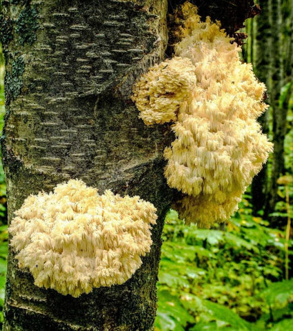 Fungus  Black Ornate Wood Framed Art Print with Double Matting by Stalowy, John