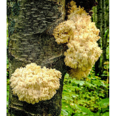 Fungus  Gold Ornate Wood Framed Art Print with Double Matting by Stalowy, John