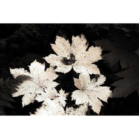 Ground Maple Gold Ornate Wood Framed Art Print with Double Matting by Stalowy, John