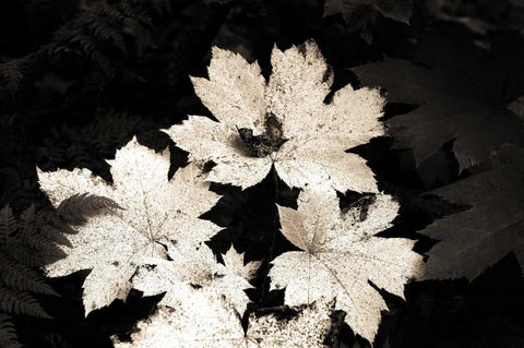 Ground Maple Black Ornate Wood Framed Art Print with Double Matting by Stalowy, John