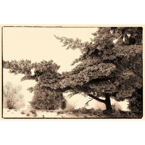 Hoar Frost Montana White Modern Wood Framed Art Print by Stalowy, John