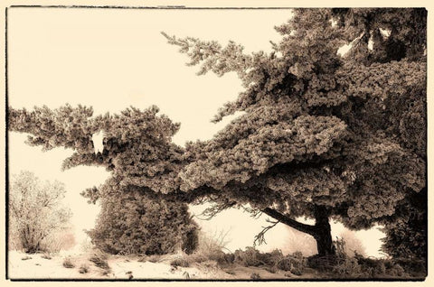 Hoar Frost Montana White Modern Wood Framed Art Print with Double Matting by Stalowy, John