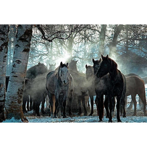 Horses in the Mist Black Modern Wood Framed Art Print by Stalowy, John