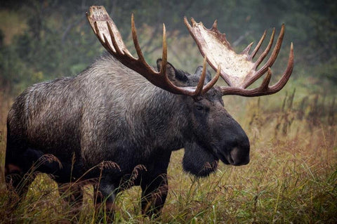 King of Alaska Black Ornate Wood Framed Art Print with Double Matting by Stalowy, John