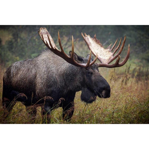 King of Alaska Black Modern Wood Framed Art Print by Stalowy, John