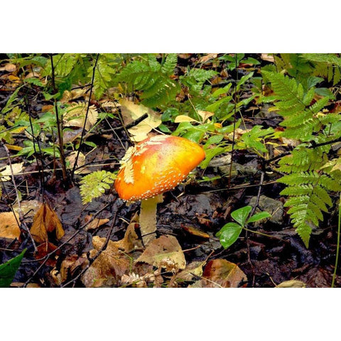 Mushroom 2 Black Modern Wood Framed Art Print by Stalowy, John