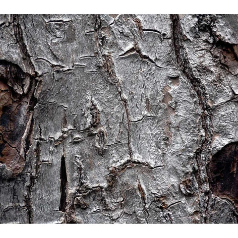 Tree Bark Black Modern Wood Framed Art Print by Stalowy, John