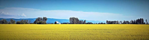 Canola Fields White Modern Wood Framed Art Print with Double Matting by Stalowy, John
