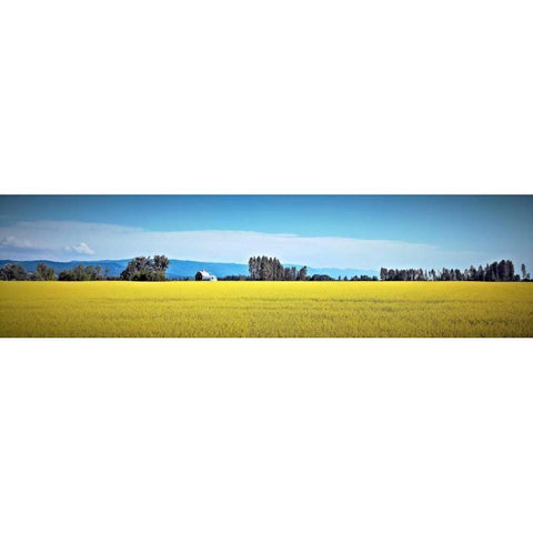 Canola Fields Gold Ornate Wood Framed Art Print with Double Matting by Stalowy, John