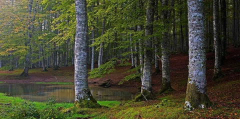 Forest 801 Black Ornate Wood Framed Art Print with Double Matting by Palacios, J.A.