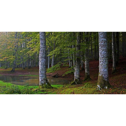 Forest 801 Gold Ornate Wood Framed Art Print with Double Matting by Palacios, J.A.