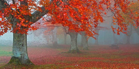 Red forest 804 Black Ornate Wood Framed Art Print with Double Matting by Palacios, J.A.