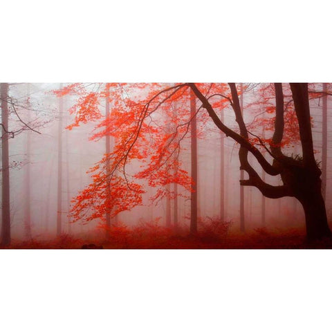Red forest 807 Black Modern Wood Framed Art Print by Palacios, J.A.