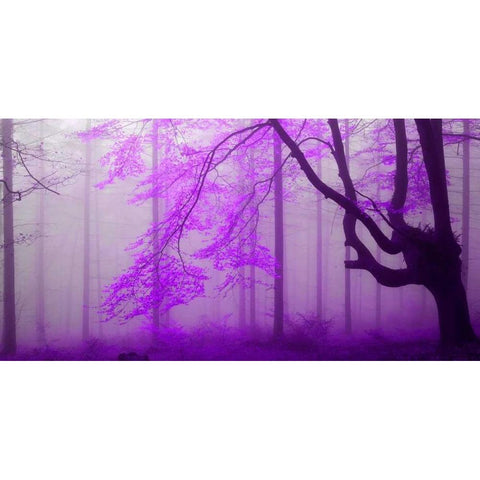 Lilac forest 808 Black Modern Wood Framed Art Print by Palacios, J.A.