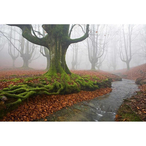 Forest 817 Black Modern Wood Framed Art Print with Double Matting by Palacios, J.A.