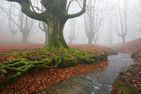 Forest 817 White Modern Wood Framed Art Print with Double Matting by Palacios, J.A.