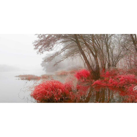 Foggy swamp 837 Black Modern Wood Framed Art Print by Palacios, J.A.