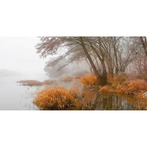 Foggy swamp 836 White Modern Wood Framed Art Print by Palacios, J.A.