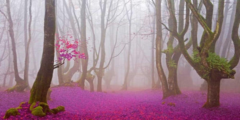 Fuchsia forest leaves 829 White Modern Wood Framed Art Print with Double Matting by Palacios, J.A.