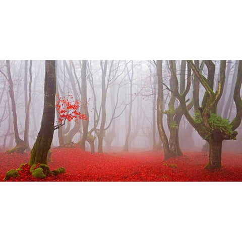 Red forest leaves 828 Black Modern Wood Framed Art Print with Double Matting by Palacios, J.A.