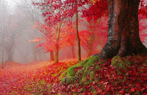 Millennial tree 824 White Modern Wood Framed Art Print with Double Matting by Palacios, J.A.