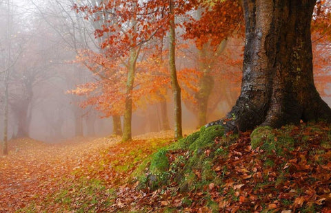 Millennial tree 823 Black Ornate Wood Framed Art Print with Double Matting by Palacios, J.A.