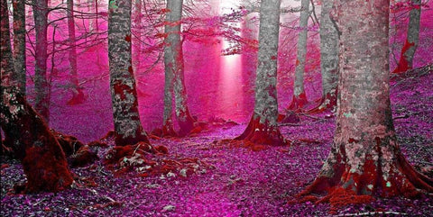 Forest and sunbeam 822 White Modern Wood Framed Art Print with Double Matting by Palacios, J.A.