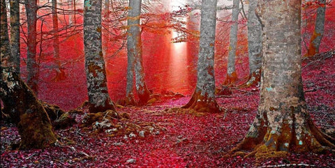 Forest and sunbeam 821 White Modern Wood Framed Art Print with Double Matting by Palacios, J.A.