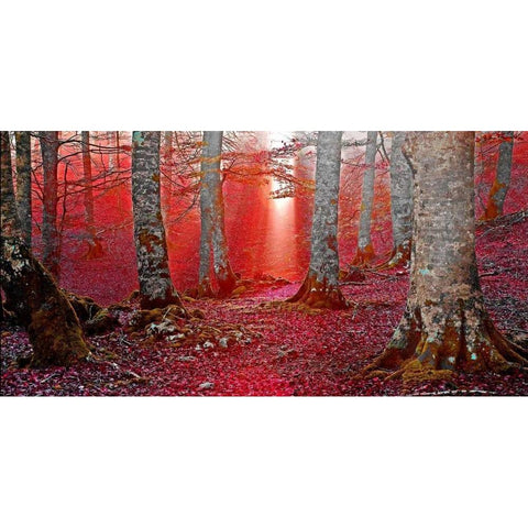 Forest and sunbeam 821 Black Modern Wood Framed Art Print with Double Matting by Palacios, J.A.