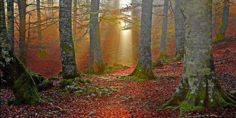 Forest and sunbeam 820 Black Ornate Wood Framed Art Print with Double Matting by Palacios, J.A.