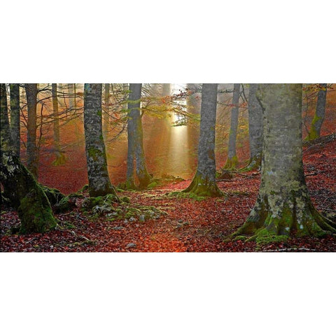 Forest and sunbeam 820 Gold Ornate Wood Framed Art Print with Double Matting by Palacios, J.A.