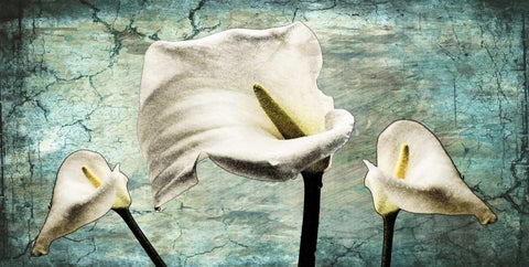 Callas I White Modern Wood Framed Art Print with Double Matting by Willow, Susan P.