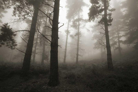 Invasion Black Ornate Wood Framed Art Print with Double Matting by Vera, Urtzi