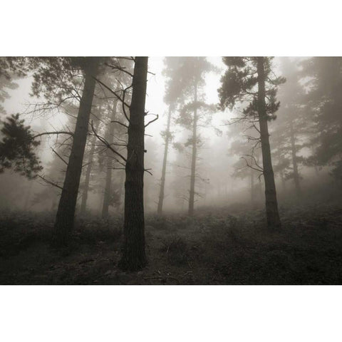 Invasion Gold Ornate Wood Framed Art Print with Double Matting by Vera, Urtzi