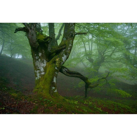 Spring Black Modern Wood Framed Art Print with Double Matting by Vera, Urtzi