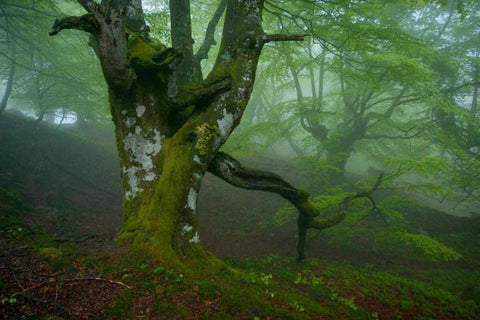 Spring Black Ornate Wood Framed Art Print with Double Matting by Vera, Urtzi