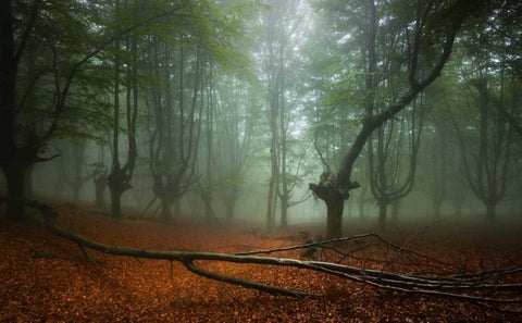 Spring II White Modern Wood Framed Art Print with Double Matting by Vera, Urtzi